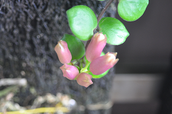 毛萼口紅花 樹嘉德麗亞蘭屬blc Memoria Helen Brown Sweet Afton 石花鳥的部落格 痞客邦