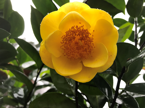 茶花崇左金花茶 樹石花鳥的部落格 痞客邦 茶花崇左金花茶 樹石花鳥的部落格 痞客邦