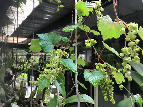山葡萄結果了 樹石花鳥的部落格 痞客邦