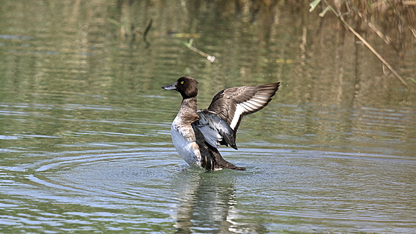 鳳頭潛鴨