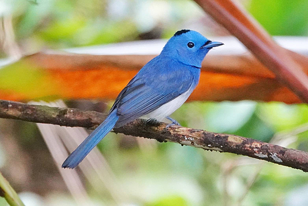 黑枕藍鶲雄鳥