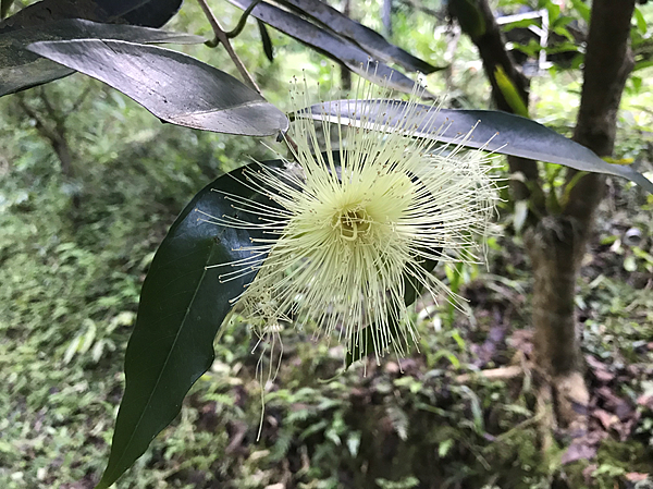 蒲桃初登場