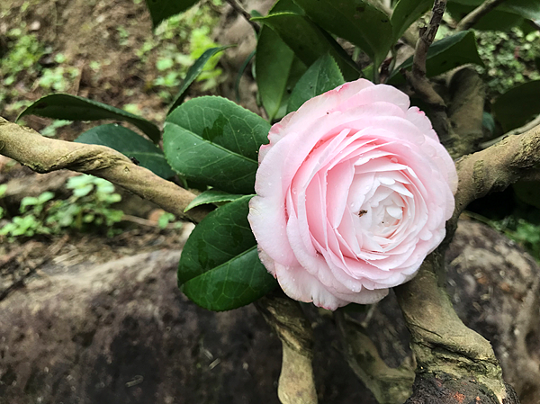 茶花凡事美好花開