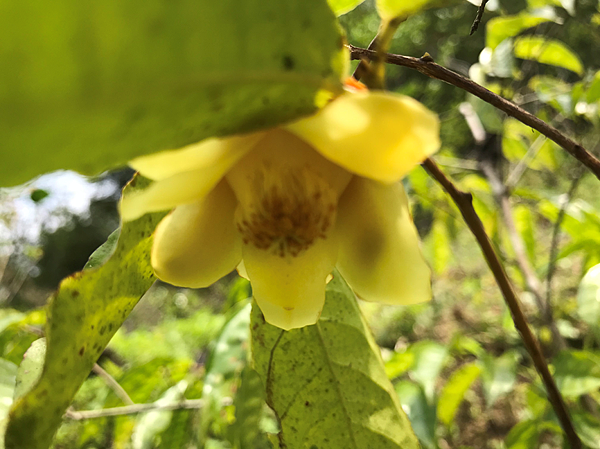 茶花防城金花茶花開