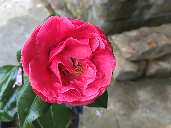 茶花黑玫瑰花開