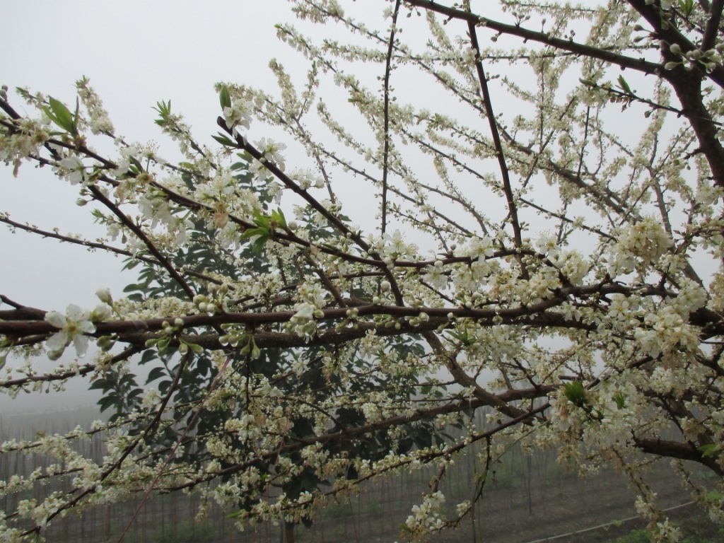 IMG_0988.JPG IMG_0988.JPG