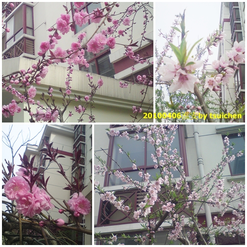 20100406flower2.jpg