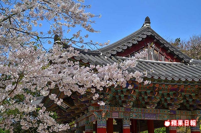 佛國寺櫻花.jpg 佛國寺櫻花.jpg