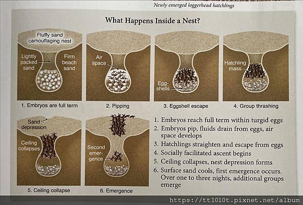 海龜的出生有多不容易