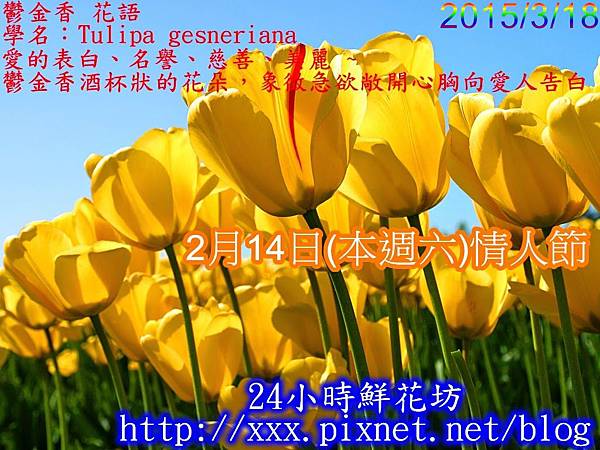 2015-03-18EDM-Tulips.jpg
