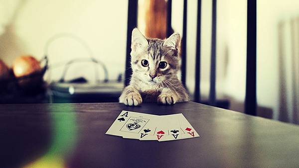 Funny-pet-kitten-playing-poker_1920x1080_wallpaper.jpg