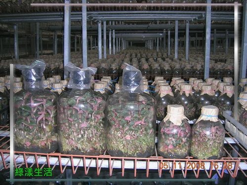 金線蓮 農業的傳奇作物 Ttckmc 台灣蔡大川六美生技中草藥組培工廠蝴蝶蘭組培教學 From1984 全年生產管理瓶苗幼苗專門外銷 痞客邦