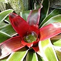 bromeliads.jpg