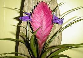 bromeliads2.jpg