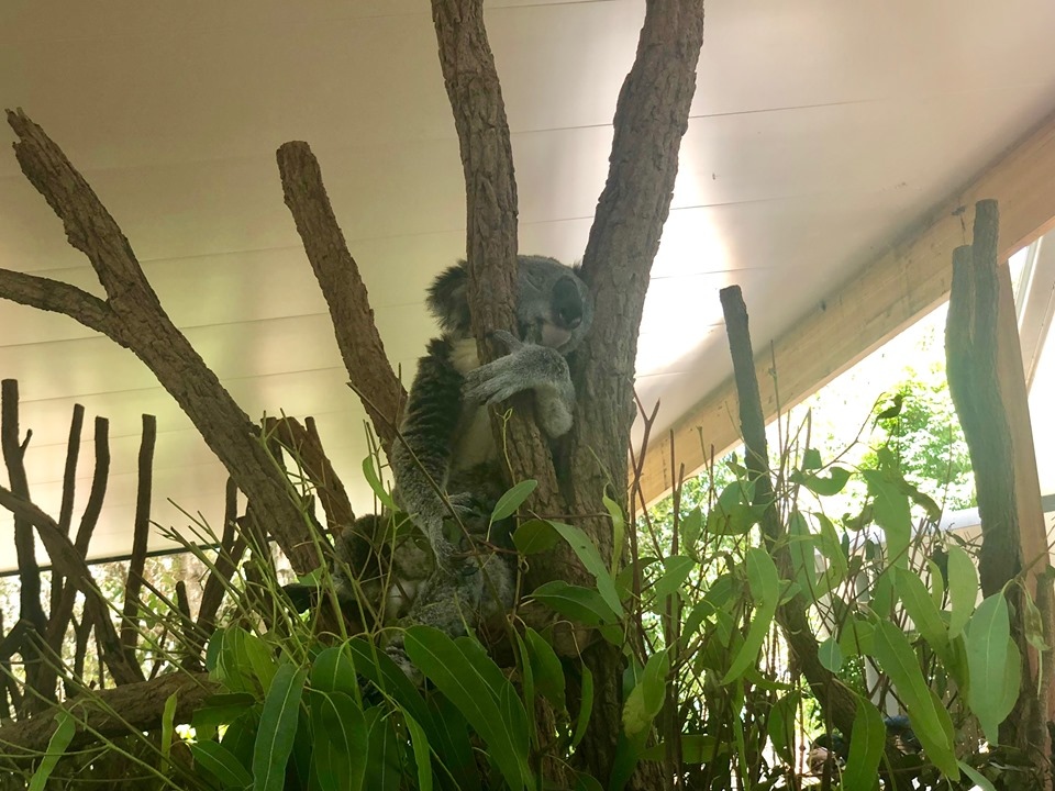 澳洲動物園; 澳洲無尾態; 龍柏動物園; 澳洲袋鼠; 澳洲自由行; 布里斯本動物園