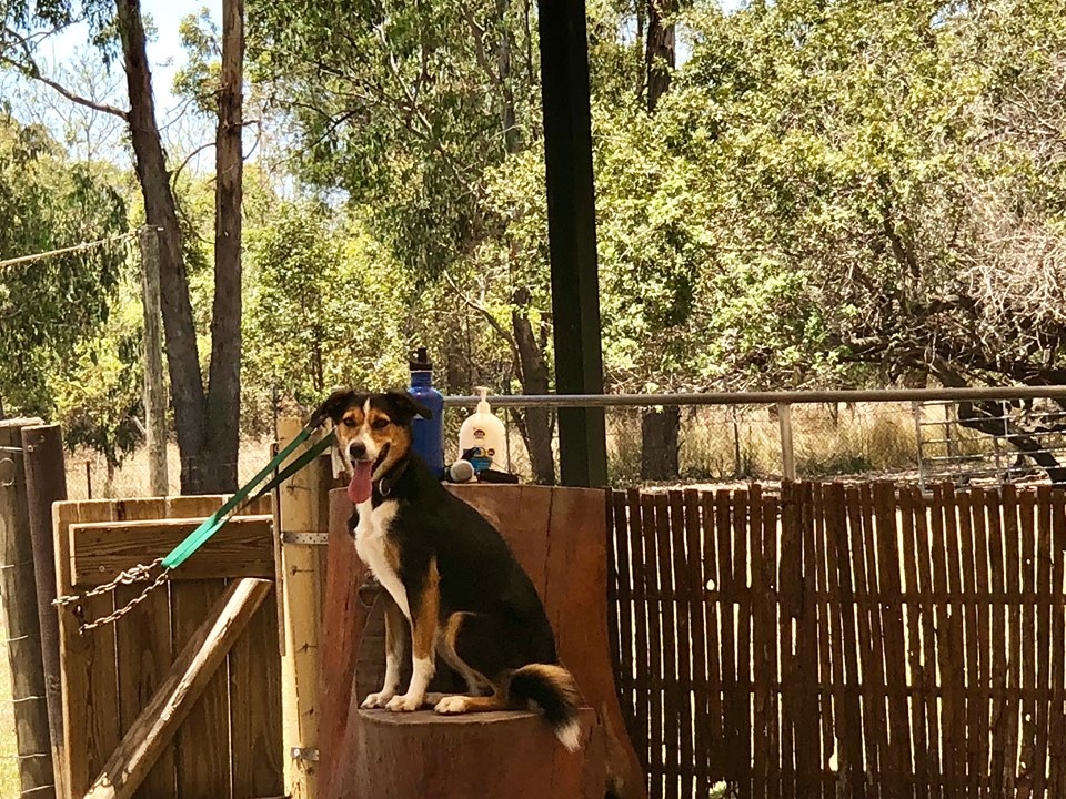 澳洲動物園; 澳洲無尾態; 龍柏動物園; 澳洲袋鼠; 澳洲自由行; 布里斯本動物園