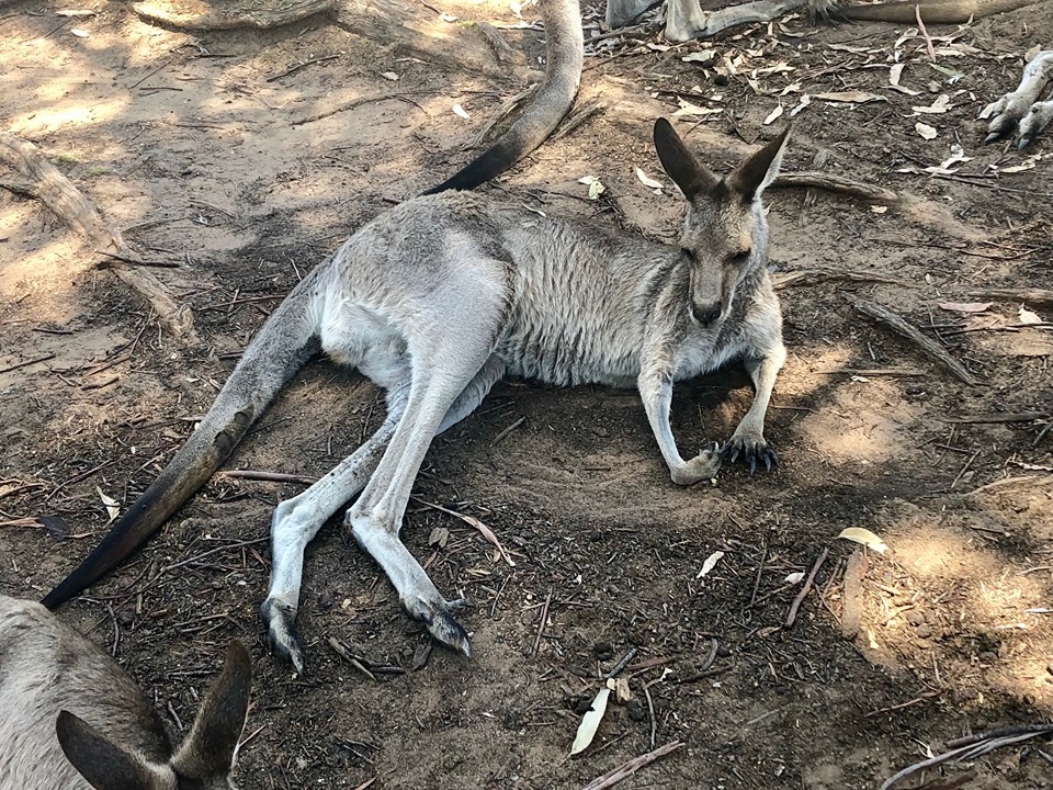 澳洲動物園; 澳洲無尾態; 龍柏動物園; 澳洲袋鼠; 澳洲自由行; 布里斯本動物園