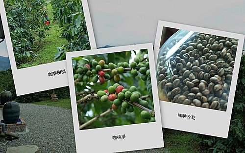 台東的咖啡豆.jpg