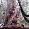 阿里山風景區