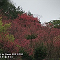 20110219-066.JPG