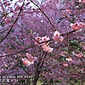 20110226-015.JPG