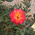 20110411-112.JPG