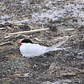 Arctic Tern 北極燕鷗 (Sterna paradisaea)