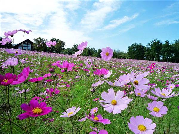 日本大爆走 / DAY2 / 国営滝野すずらん丘陵公園