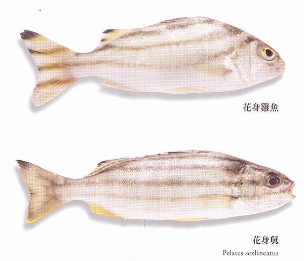 花身魚 我的海洋巡游紀事 痞客邦
