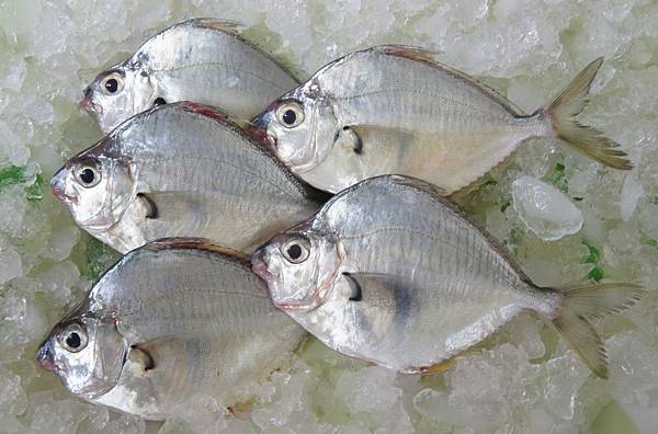 為什麼買我們家的當季海魚不能挑魚種 我的海洋巡游紀事 痞客邦 為什麼買我們家的當季海魚不能挑魚種 我的海洋巡游紀事 痞客邦