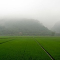 13迷霧中的稻田