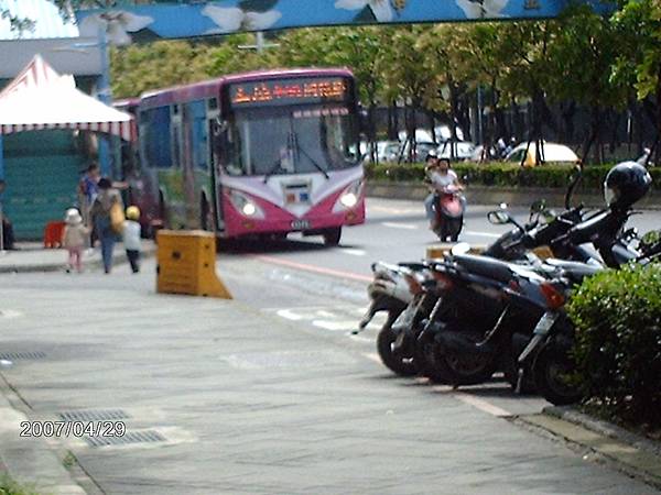 土城 學府路 桐花節.JPG