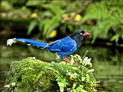 國鳥「台灣藍鵲」