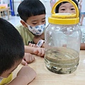 0831生態老師帶來白頷樹蛙的蝌蚪 (2).JPG