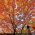 TOKYO161022 (18).jpg