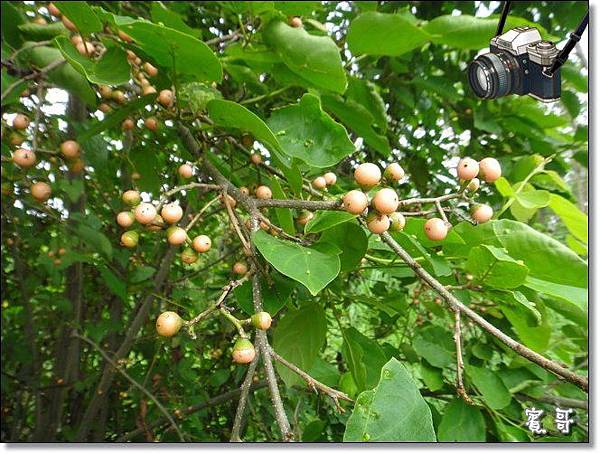 古時窮人的美味食物 破布子 樹籽 製作過程大公開 阿賓的旅遊札記 痞客邦