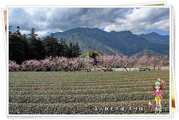 南投『草坪頭玉山觀光茶園』 