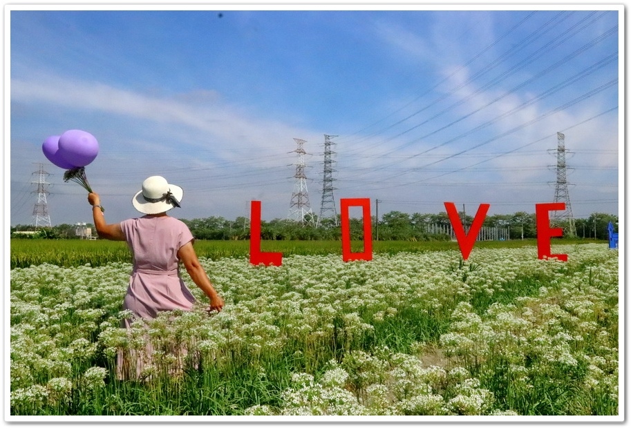 彰化埤頭 韭菜花田 九月雪裡許你一個浪漫的白色花海 阿賓的旅遊札記 痞客邦 彰化埤頭 韭菜花田 九月雪裡許你一個浪漫的白色花海 阿賓的旅遊札記 痞客邦