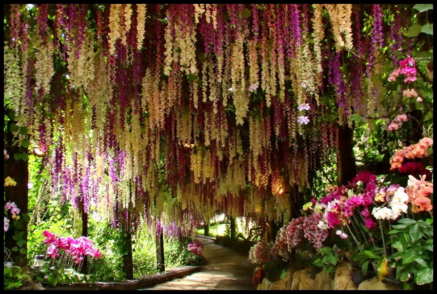 台南大坑休閒農場 一段雞場到農場的夢想 紫藤花隧道 親子旅遊景點 阿賓的旅遊札記 痞客邦