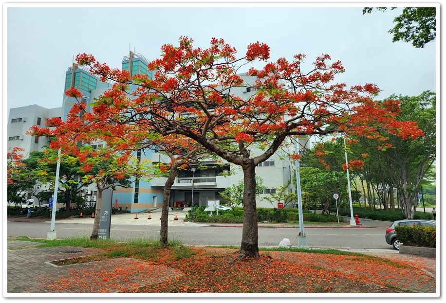 台南南科─PARK 17商場鳳凰花、南科管理局西拉亞廣場台灣