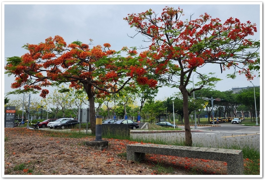 台南南科─PARK 17商場鳳凰花、南科管理局西拉亞廣場台灣