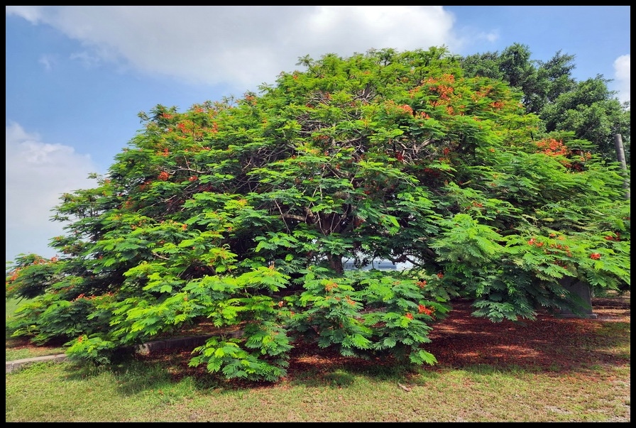 嘉義六腳鄉《王得祿墓園》鳳凰花一樹火紅的花朵‧伴隨太子太保長