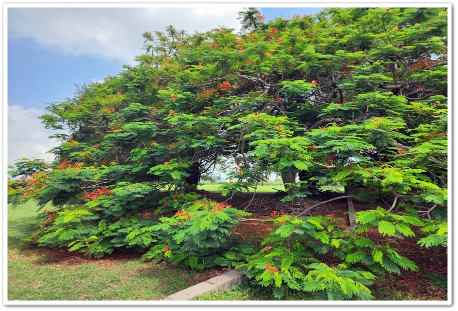 嘉義六腳鄉《王得祿墓園》鳳凰花一樹火紅的花朵‧伴隨太子太保長