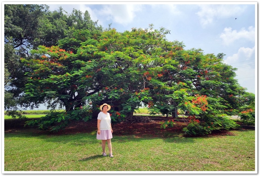 嘉義六腳鄉《王得祿墓園》鳳凰花一樹火紅的花朵‧伴隨太子太保長