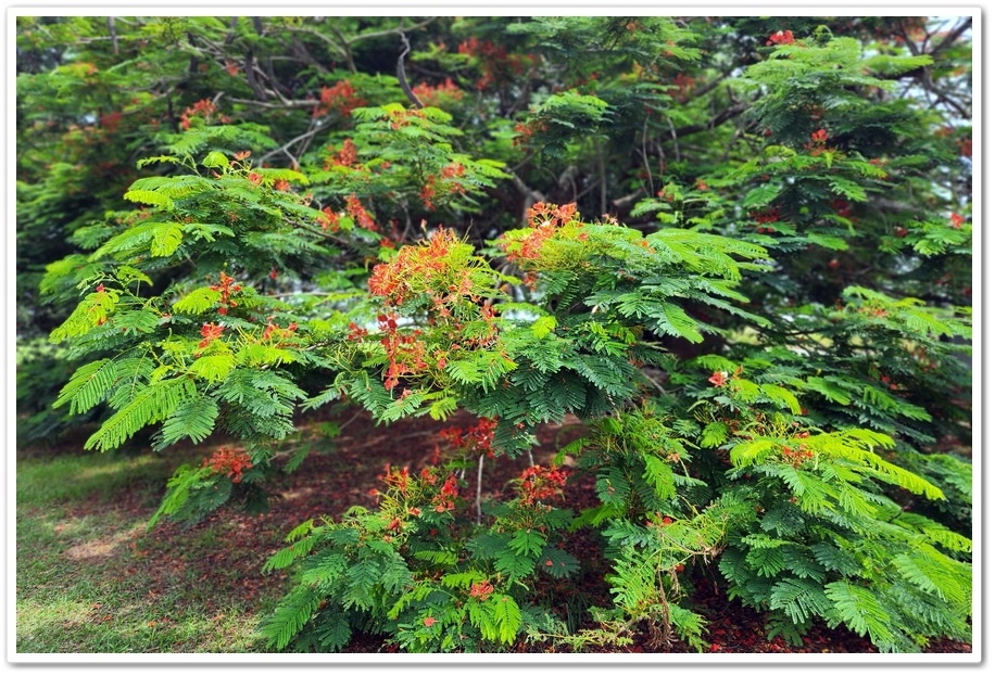 嘉義六腳鄉《王得祿墓園》鳳凰花一樹火紅的花朵‧伴隨太子太保長