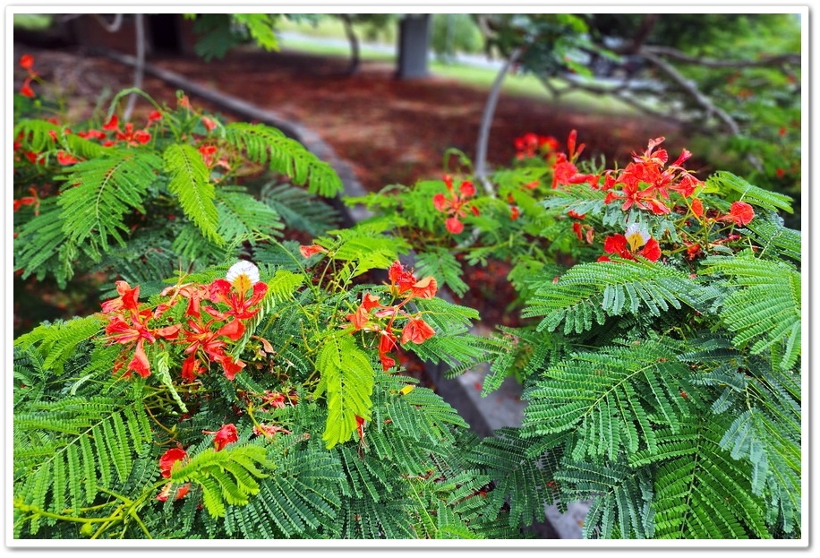 嘉義六腳鄉《王得祿墓園》鳳凰花一樹火紅的花朵‧伴隨太子太保長