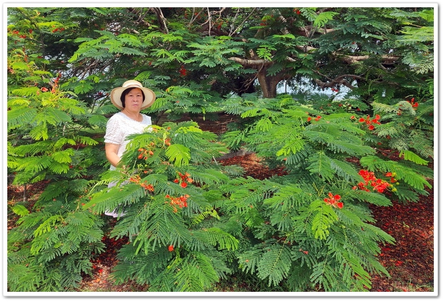 嘉義六腳鄉《王得祿墓園》鳳凰花一樹火紅的花朵‧伴隨太子太保長