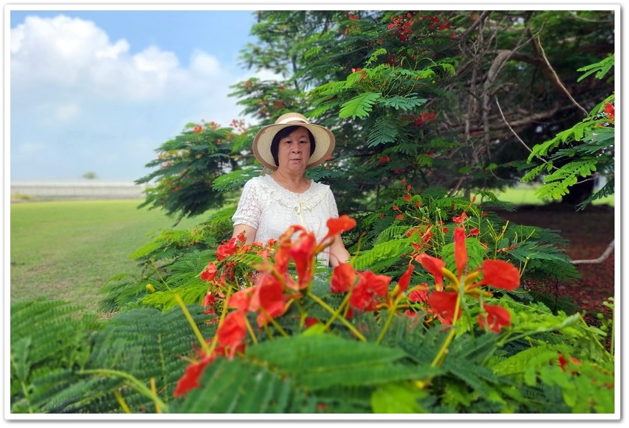 嘉義六腳鄉《王得祿墓園》鳳凰花一樹火紅的花朵‧伴隨太子太保長