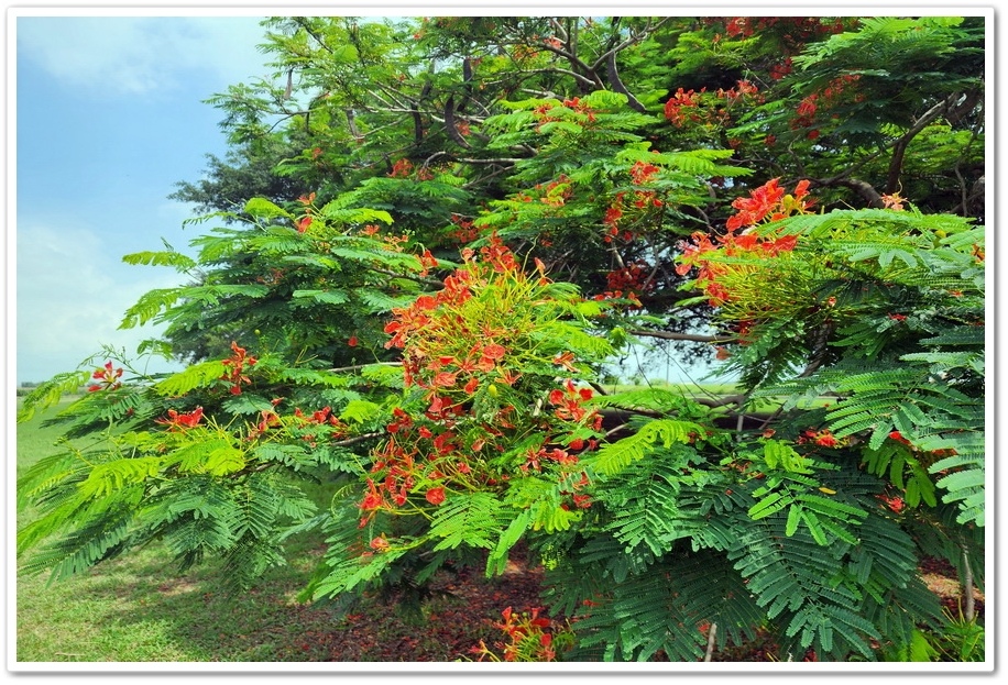 嘉義六腳鄉《王得祿墓園》鳳凰花一樹火紅的花朵‧伴隨太子太保長