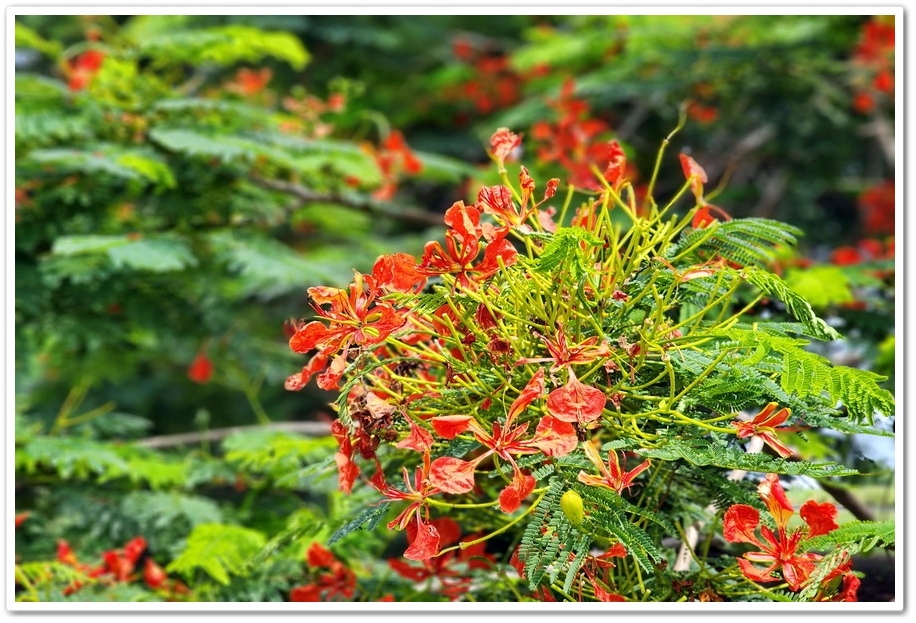 嘉義六腳鄉《王得祿墓園》鳳凰花一樹火紅的花朵‧伴隨太子太保長